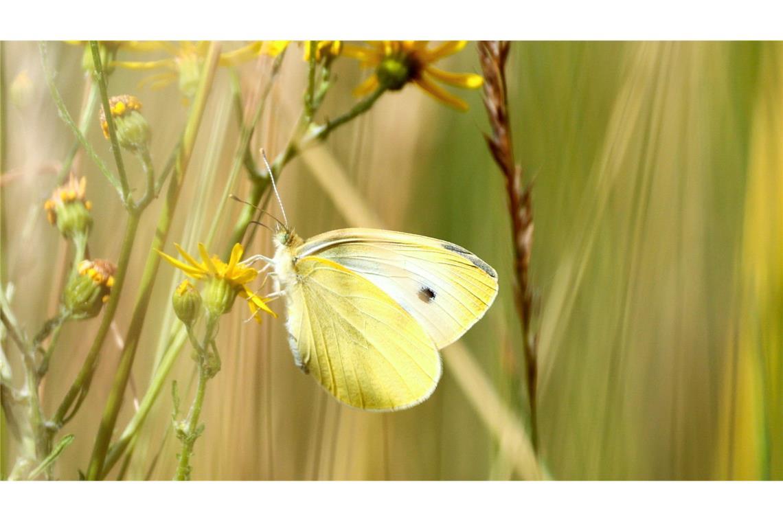 Bilder des Tages