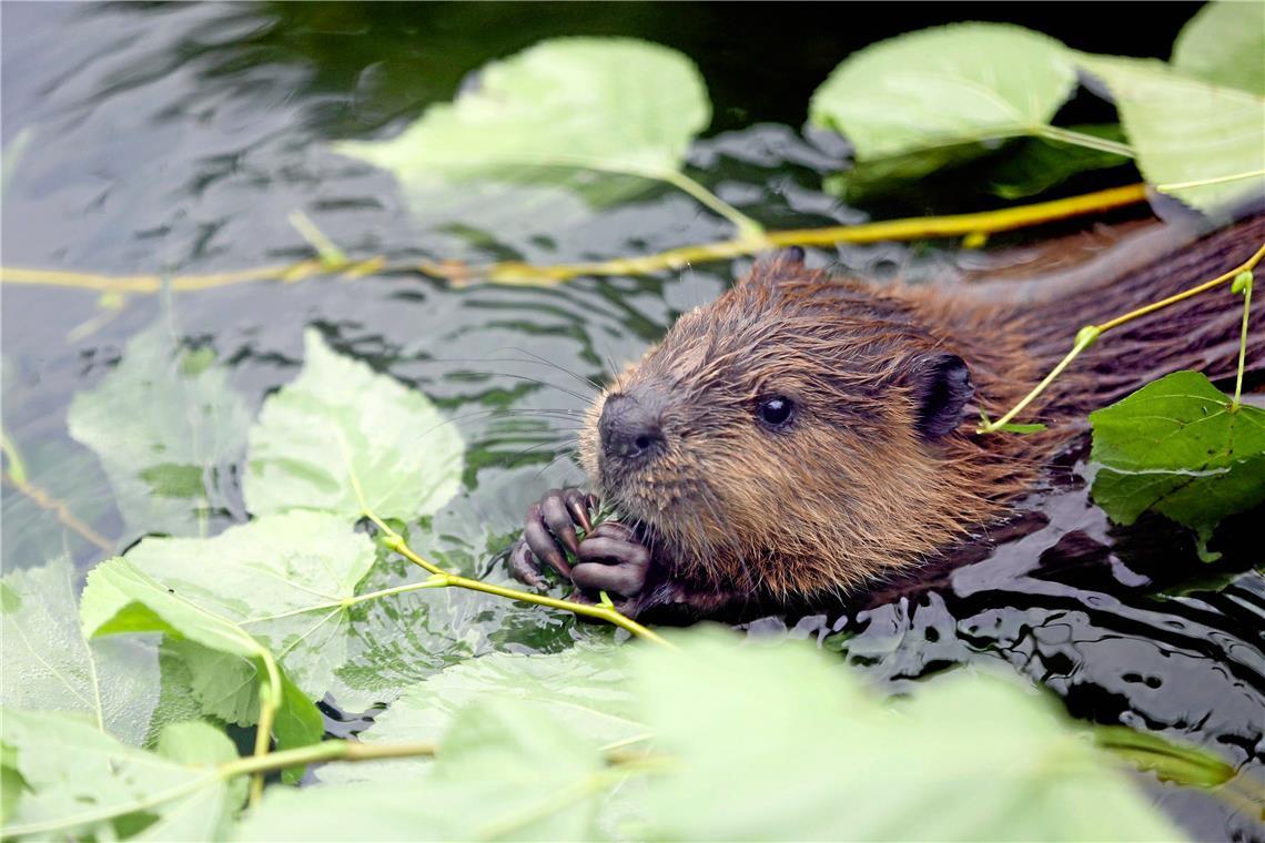 Biber als natürliche Hochwasserschützer Naturschützer Biber. Archivfoto: Gabriel Habermann