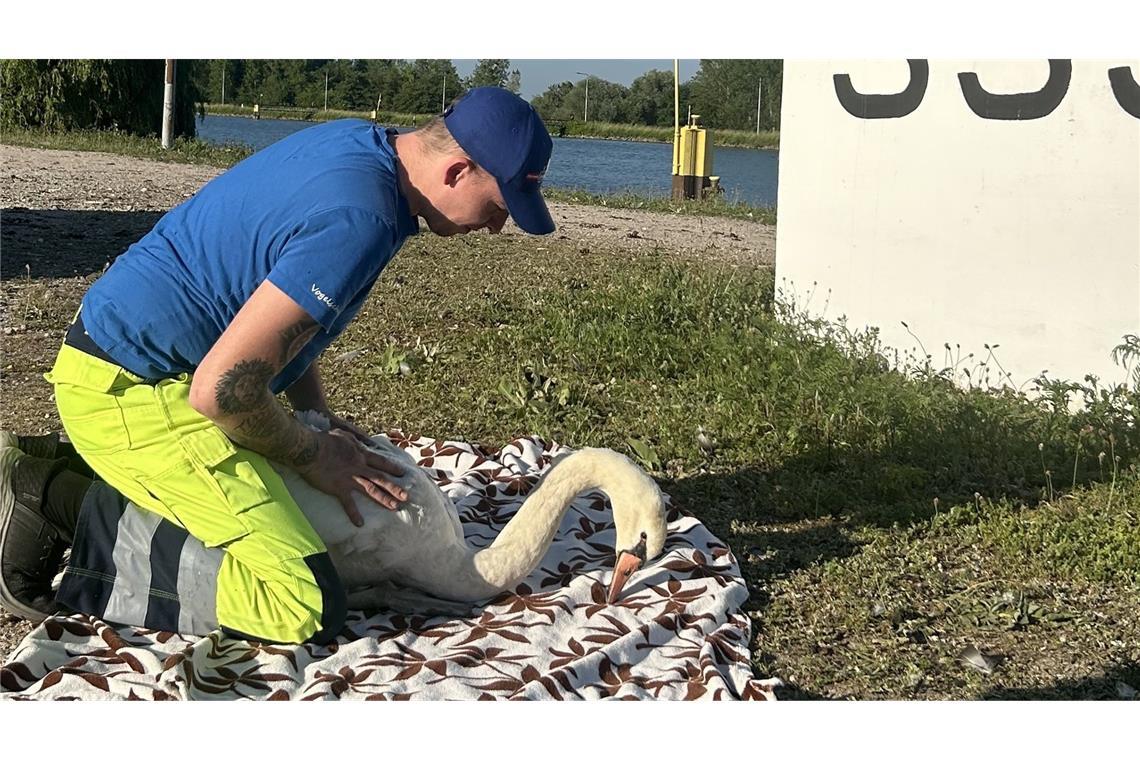 Gebrochener Flügel – Zoll rettet verletzten Schwan am Rhein Naturschutzwart des Landkreises Rastatt K. Fingermann nimmt den Schwan in Obhut.