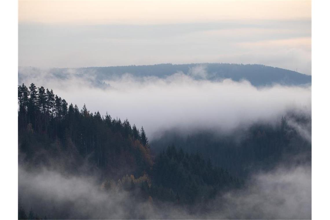 Nebel zieht durch den Schwarzwald. Foto: Sebastian Gollnow/dpa/Archivbild