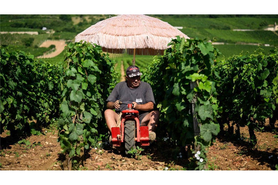 Arbeiten bei Hitze - wie macht es das Ausland? Neben Lieferdiensten und Bauarbeitern ist die Landwirtschaft besonders von Hitze betroffen. (Archivbild)