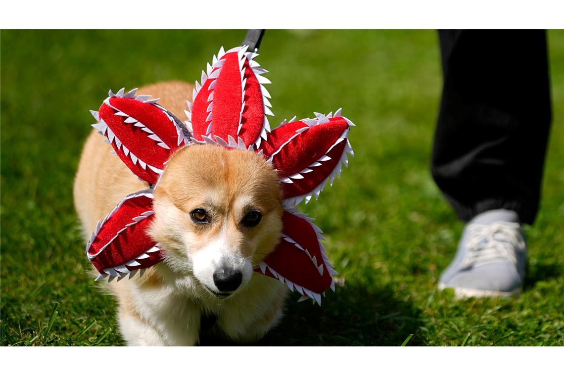 Bilder des Tages Netter Versuch: Ein Hund ist bei einem Corgi-Treffen in Russland als "Demogorgon", eine mächtige Dämonen-Kreatur aus der Serie "Stranger Things", verkleidet.