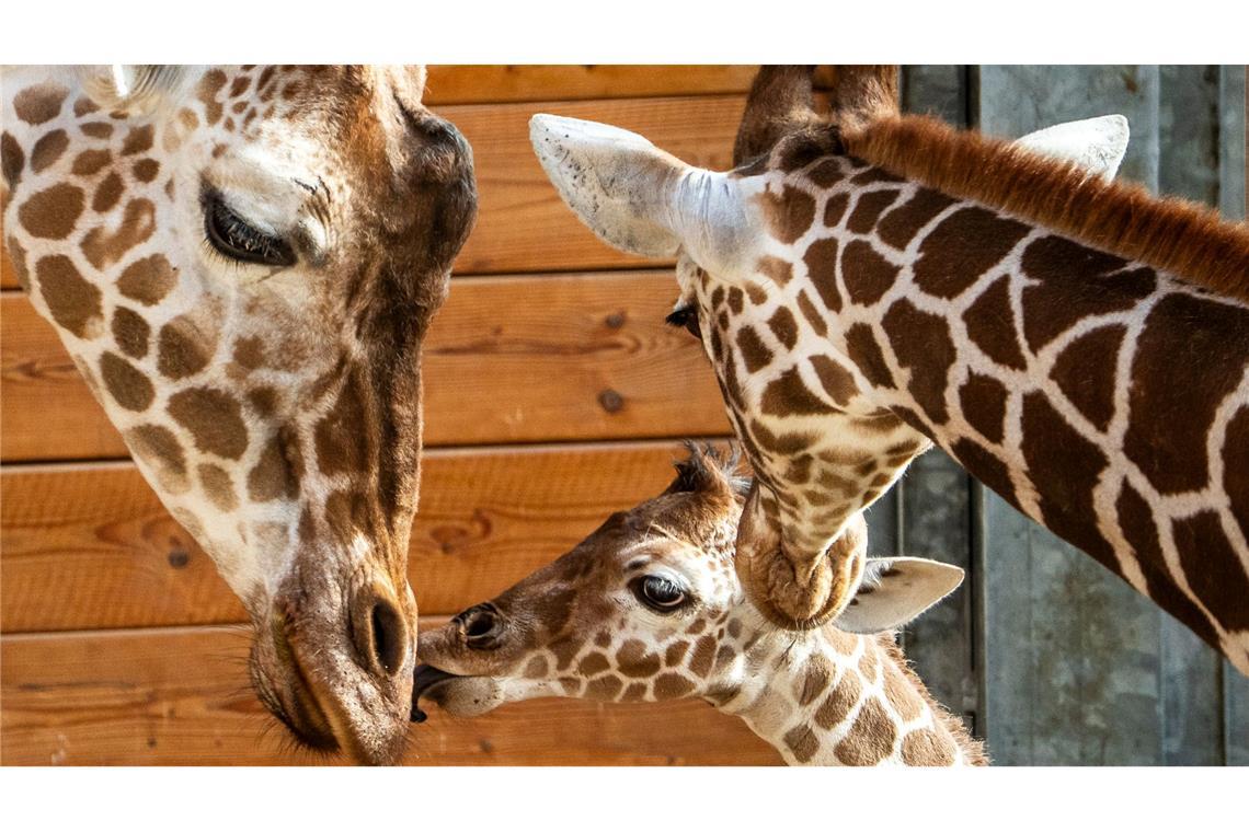 Netzgiraffen-Nachwuchs "Mumbi" (M) steht im Stall im Opel-Zoo in Kronberg zwischen der Herde.