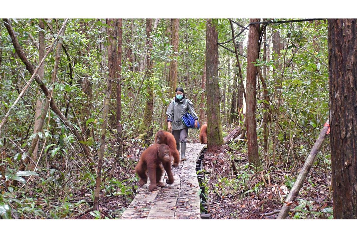 Orang-Utans im Bus: Waldschule auf Borneo zieht um