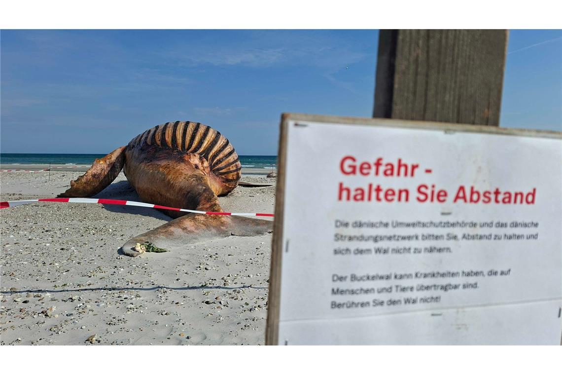 Neugierige dürfen bei der Obduktion des Buckelwals dabei sein - aber nur mit Sicherheitsabstand.
