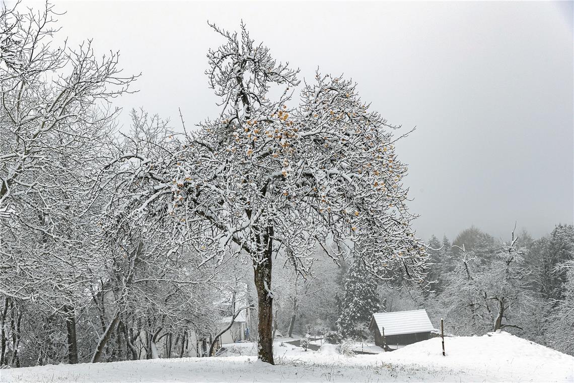 Schnee lockt Menschenmassen vor die Tür Neuschnee verzauberte die Natur und präsentierte wunderschöne Winterlandschaften.