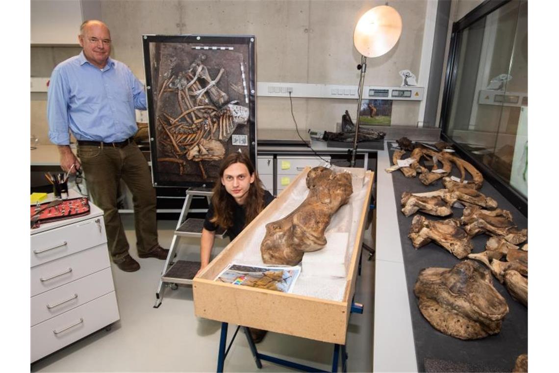 Knochen eines 300 000 Jahre alten Elefanten freigelegt Nicholas Conard (l) und Ivo Verheijen zeigen Teile eines Skeletts eines eurasischen Waldelefanten. Foto: Julian Stratenschulte/dpa