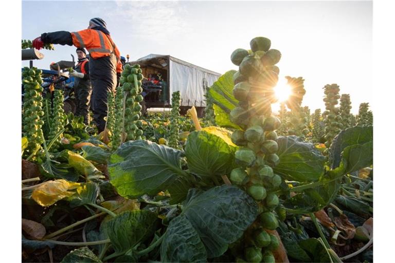 Nicht jedermanns Sache: Rosenkohl. Foto: Joe Giddens/PA Wire/dpa