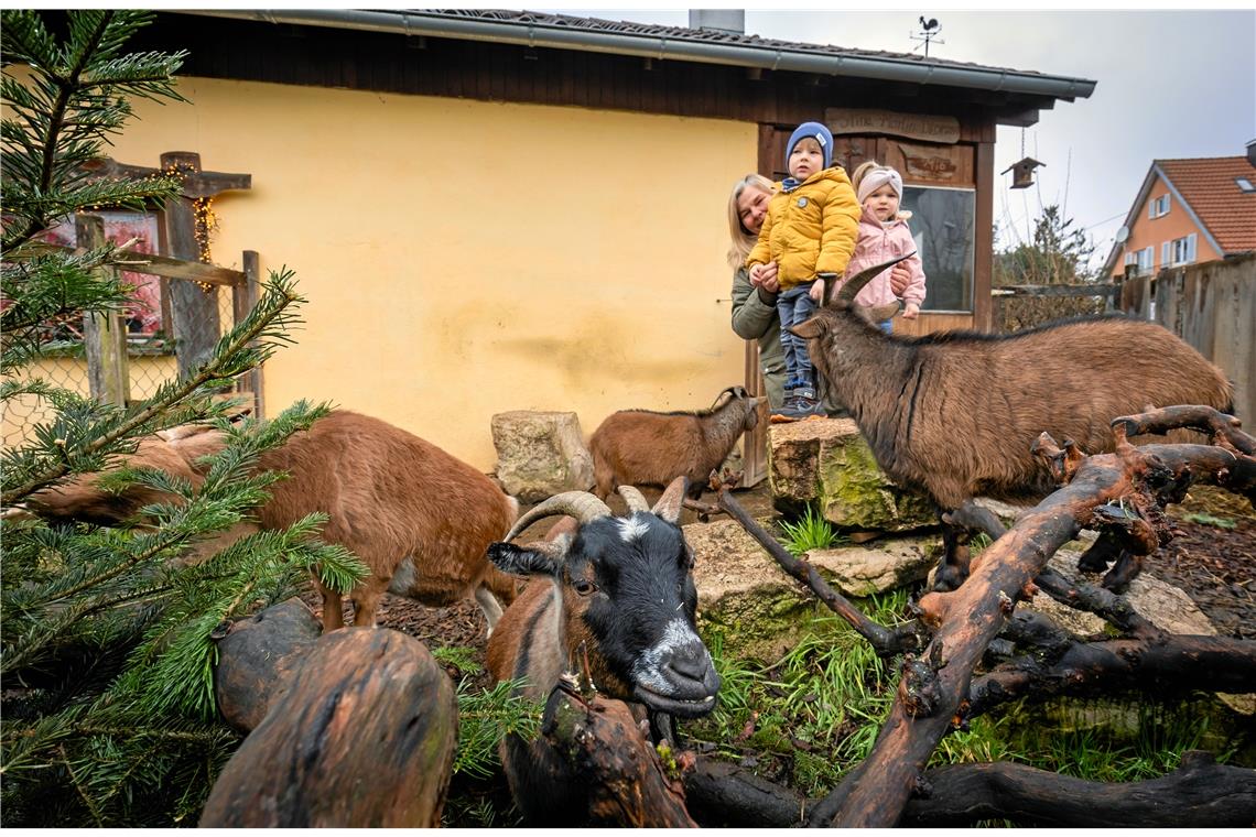 Nicht nur für Heidrun Müllers Enkel Silian (4) und Isalie (2) ein Highlight, sondern auch für die Kinder aus der Nachbarschaft: Die Ziegen bekommen täglich Besuch. Fotos: A. Becher