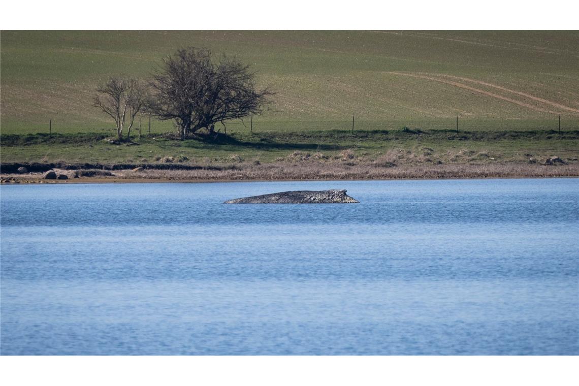 Nicht nur heute, sondern schon vor Jahrhunderten bewegte das Auftauchen von Walen an der Ostseeküste die Menschen stark. Der Blick hat sich aber gewandelt. (Archivbild)