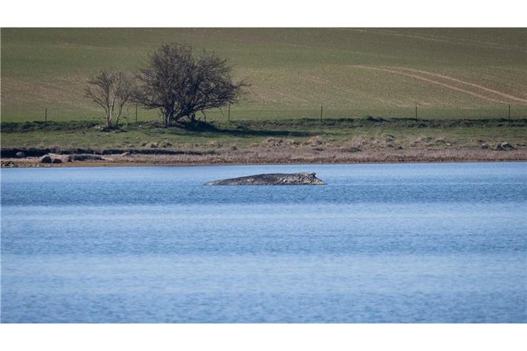 Nicht nur heute, sondern schon vor Jahrhunderten bewegte das Auftauchen von Walen an der Ostseeküste die Menschen stark. Der Blick hat sich aber gewandelt. (Archivbild)