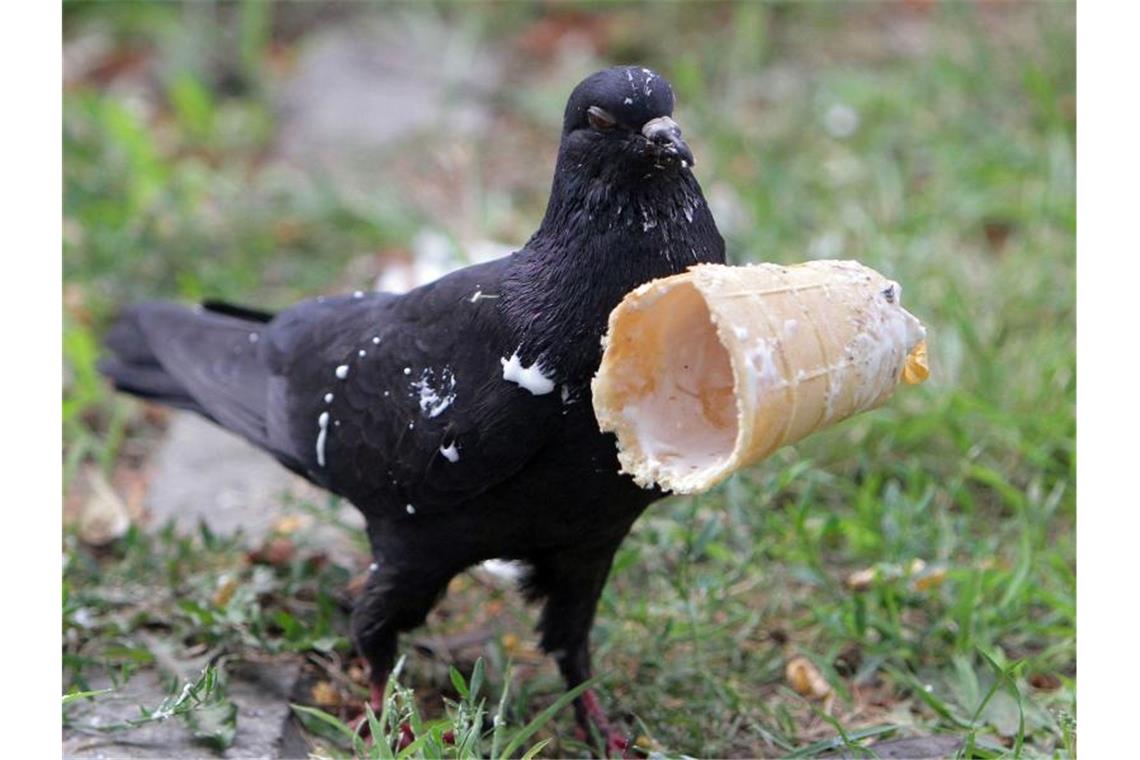 Nicht nur in Deutschland herrschen tropische Temperaturen. Heiß ist es auch in der Ukraine. Diese Taube erfrischt sich mit dem Rest einer Eiswaffel. Foto: Ukrinform