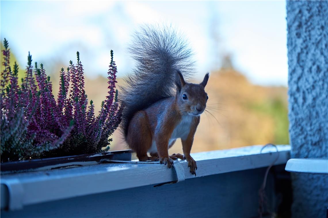 Nicht nur Insekten und Vögel, sondern auch Eichhörnchen kommen auf einem naturnah gestalteten Balkon vorbei. Symbolfoto: stock.adobe.com