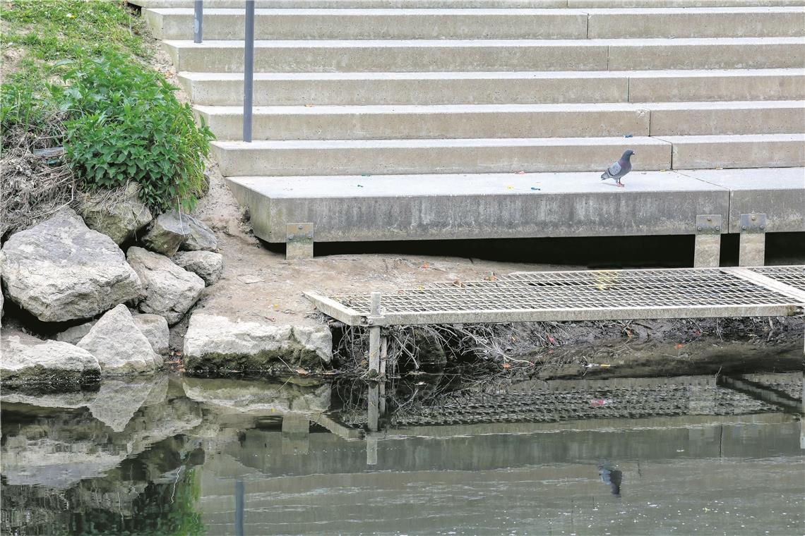 Nicht oft kann man die Stahltreppen in der Murr erkennen. Meist sind sie unter Wasser.
