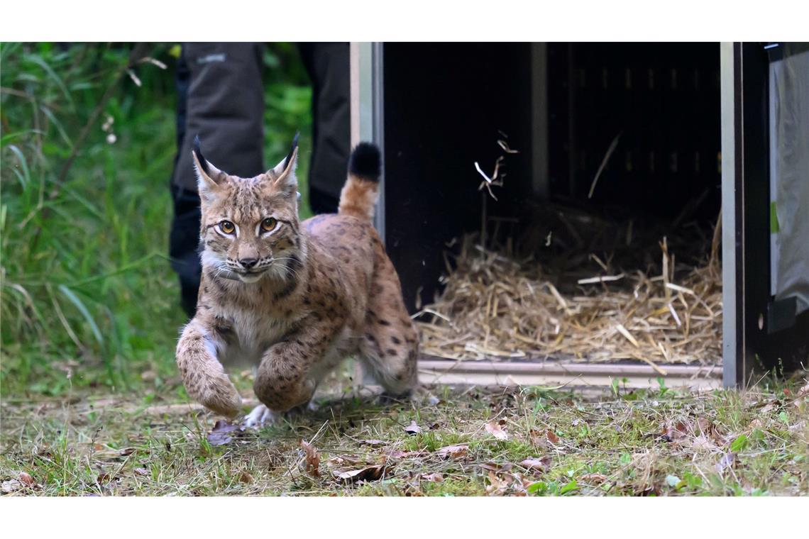 Nichts wie weg und ab in die Freiheit!