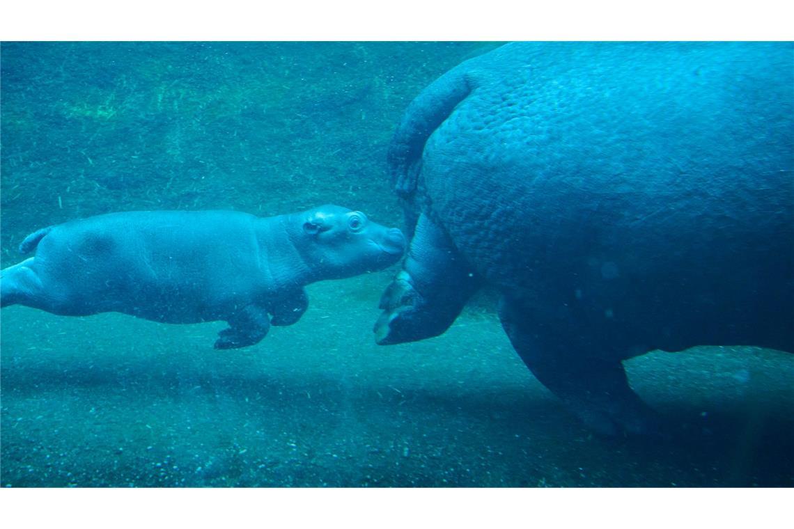Niedlicher Nachwuchs in Berlin: Flusspferd-Jungtier und Mama Nala erkunden das Wasserbecken.