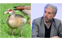Nilgänse raus aus Tübingen: Boris Palmer will die Tiere notfalls abschießen lassen.