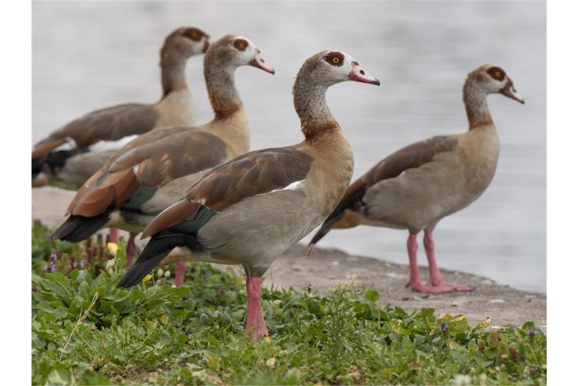 Angelhaken durchs Bein: Nilgänse von Polizei gerettet Nilgänse stehen an einem Ufer. Foto: Lennart Stock/dpa/Archivbild
