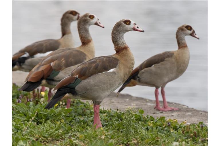 Nilgänse stehen an einem Ufer. Foto: Lennart Stock/dpa/Archivbild