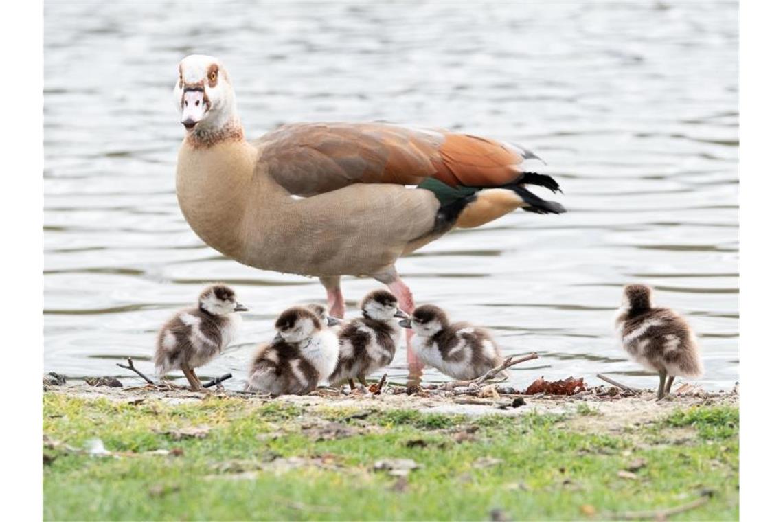 Nilsgans-Jungtiere stehen nahe bei einem Elterntier. Foto: Bernd Weißbrod/dpa/Archivbild