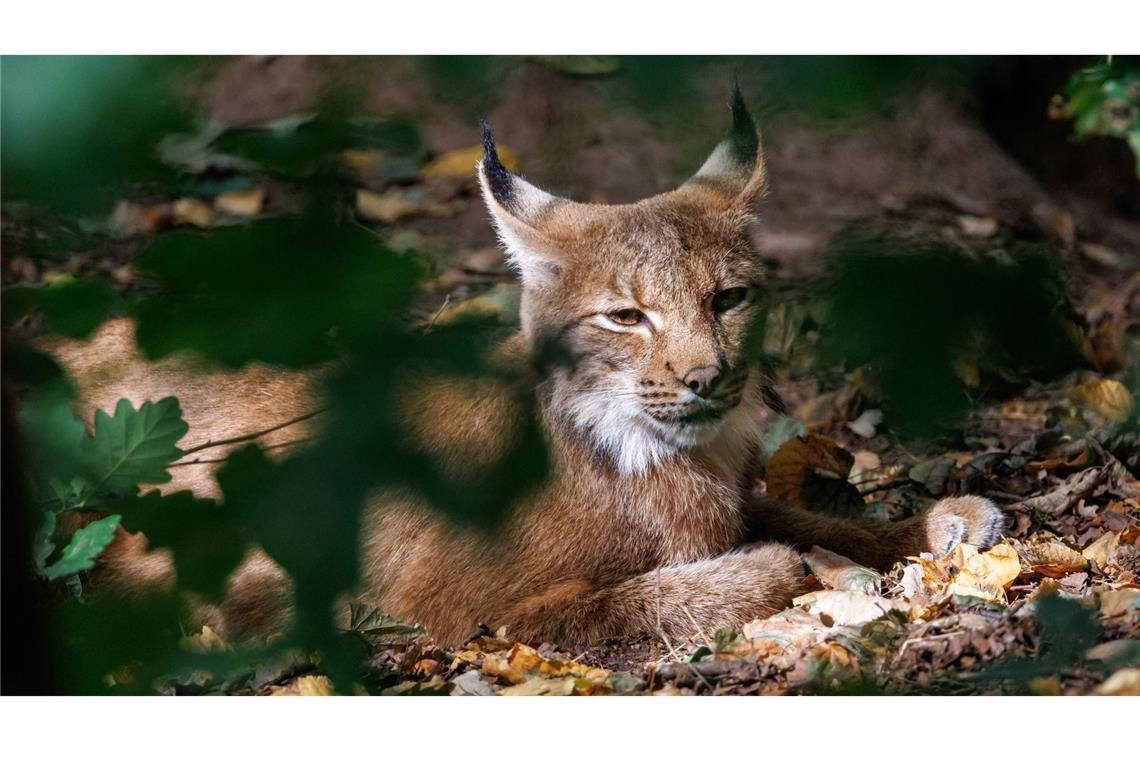 Achter Luchs im Schwarzwald: Das ist Martins Aufgabe Noch ein Luchs im Schwarzwald (Symbolbild).