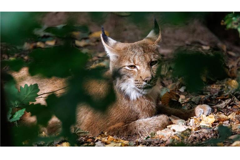 Noch ein Luchs im Schwarzwald (Symbolbild).