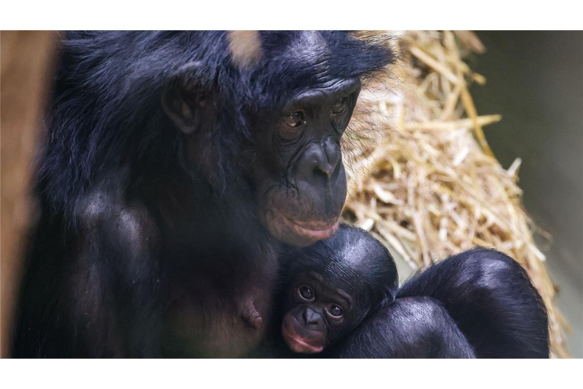 Bonobo-Baby im Kölner Zoo geboren Noch ganz klein und anhänglich: Im Kölner Zoo wurde das Bonobo-Baby Milumbe geboren.