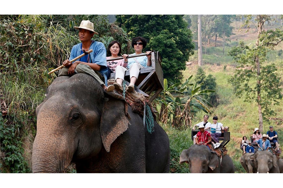 Noch immer werden Elefanten in Thailand für Touristenritte ausgebeutet - aber immer mehr Camps steigen auf eine tierfreundlichere Behandlung um. (Archivbild)