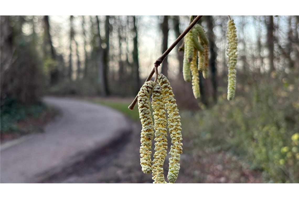 Noch nicht mal Weihnachten, aber schon die ersten Frühlingsboten: An einem Haselstrauch blühen die sogenannten Kätzchen.