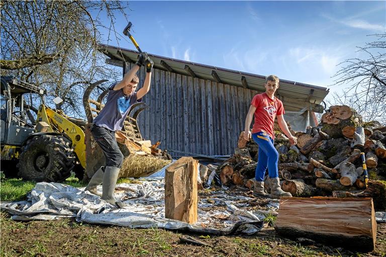 Noé Maffray (links) und Enzo Demieux hacken Holz auf dem Hof von Martin Lachenmaier in Aspach. Fotos: Alexander Becher