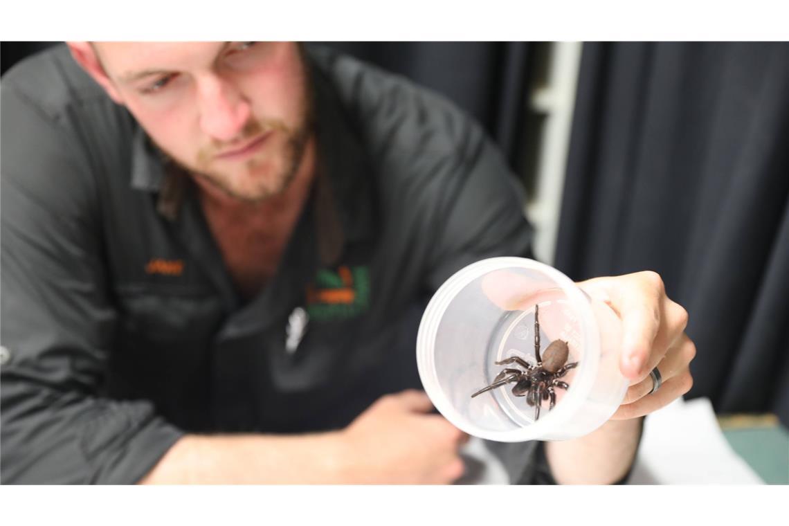 Nördlich von Sydney ist eine riesige männliche Sydney-Trichternetzspinne entdeckt worden.