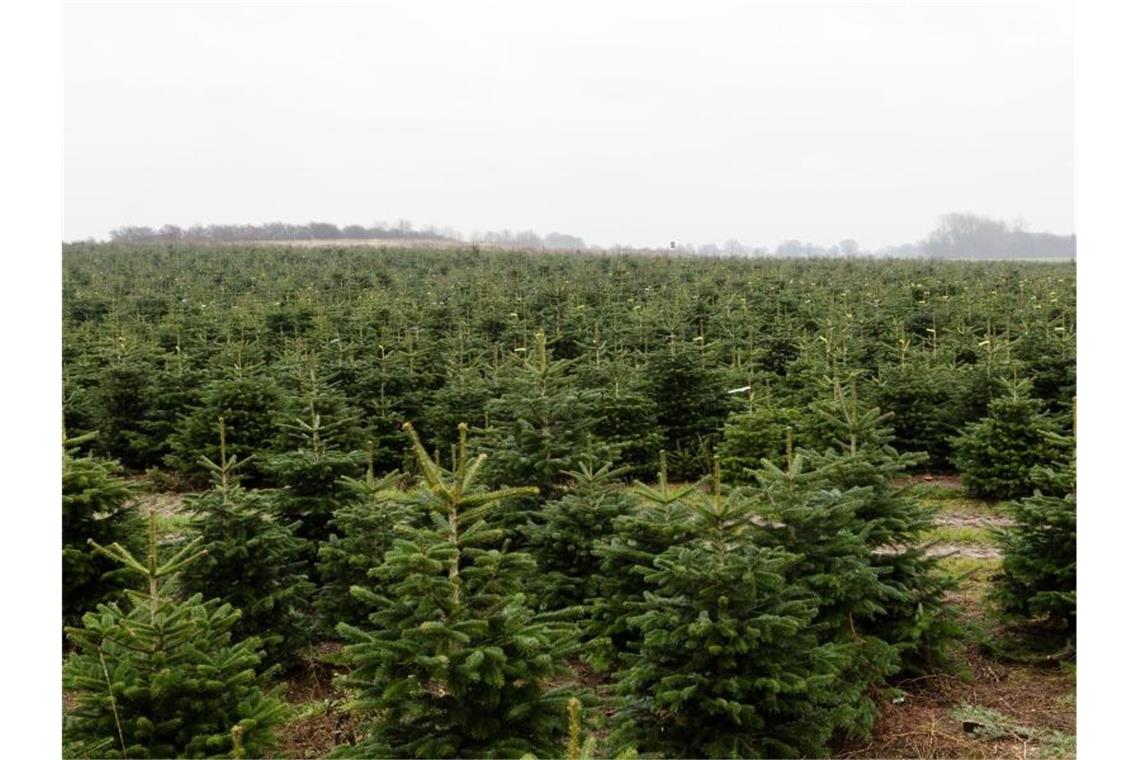 Weihnachtsbäume könnten wegen Corona teurer werden Nordmanntannen in einer Weihnachtsbaumzucht. Foto: picture alliance / Frank Molter/dpa