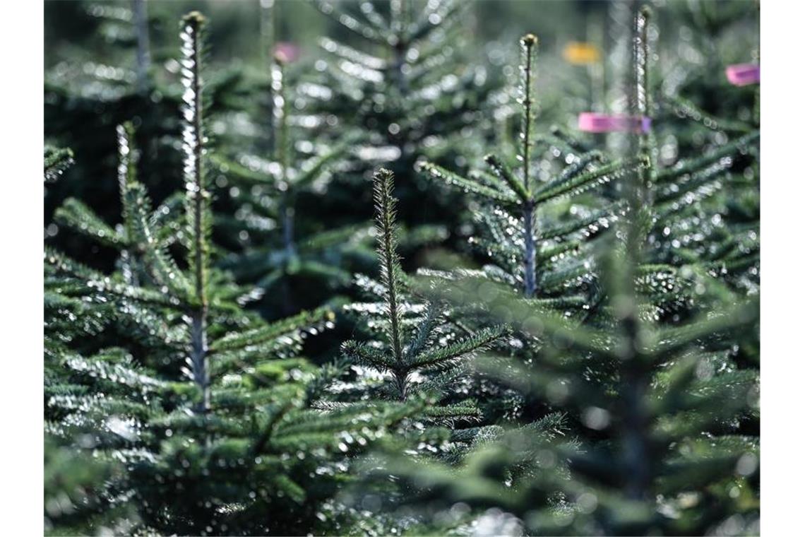 Weihnachtsbäume so teuer wie voriges Jahr Nordmanntannen stehen auf der Weihnachtsbaum Plantage des Werderaner Tannenhofs. Foto: Britta Pedersen/dpa-Zentralbild/dpa