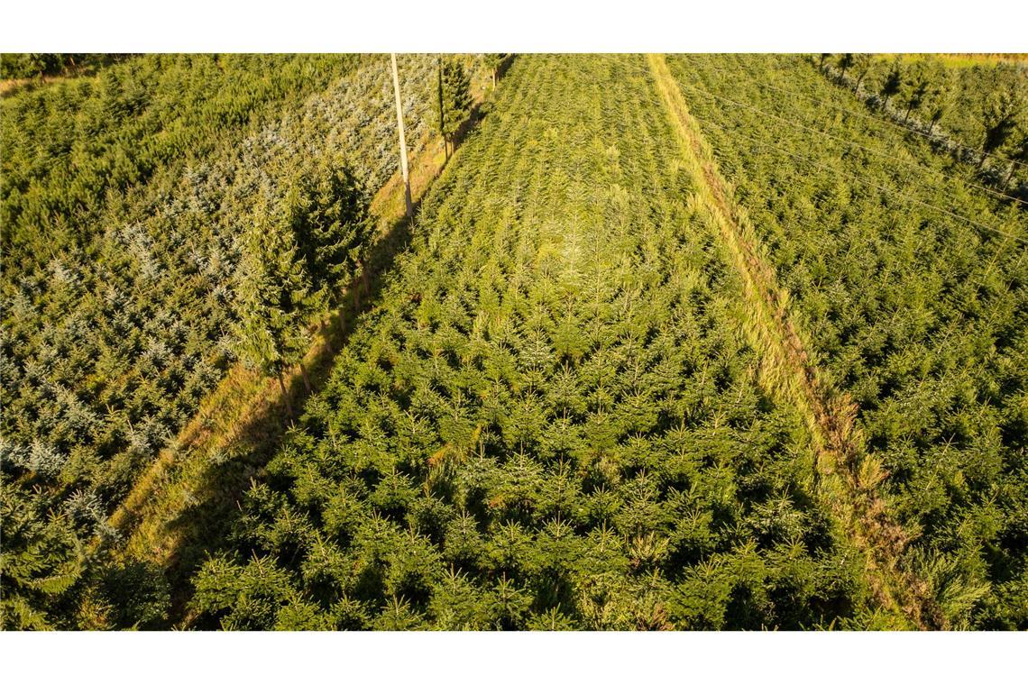 Frost, Trockenheit, höhere Kosten: Tannenbäume werden teurer Nordmanntannen wachsen in einer Plantage in Sachsen zu Weihnachtsbäumen heran.