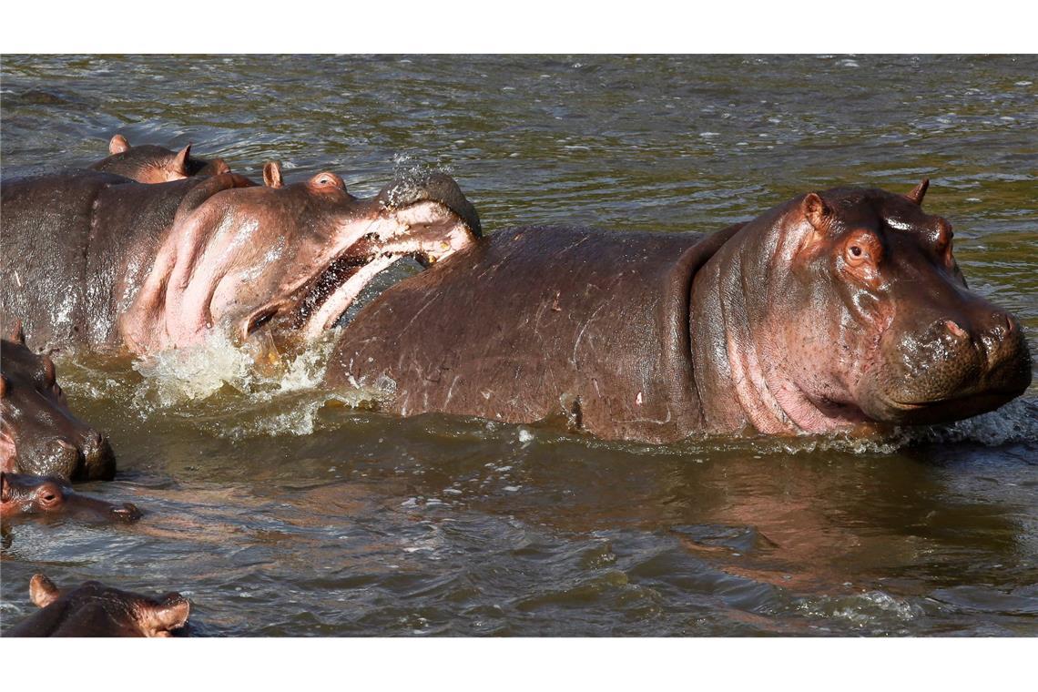 Unterernährung ist Grund für Hippo-Sterben in Simbabwe Normalerweise wirken Nilpferde wie diese in Kenia eher rundlich. (Archivbild)