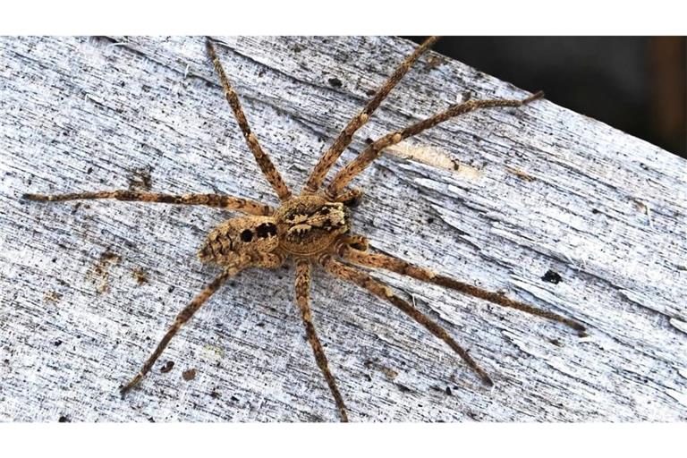 Nosferatu-Spinne auf einem Holzblock. Die Spinnenart wird in Baden-Württemberg immer häufiger gesichtet.