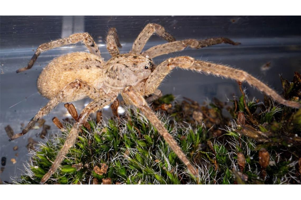 Nosferatu-Spinne in der Nahaufnahme.