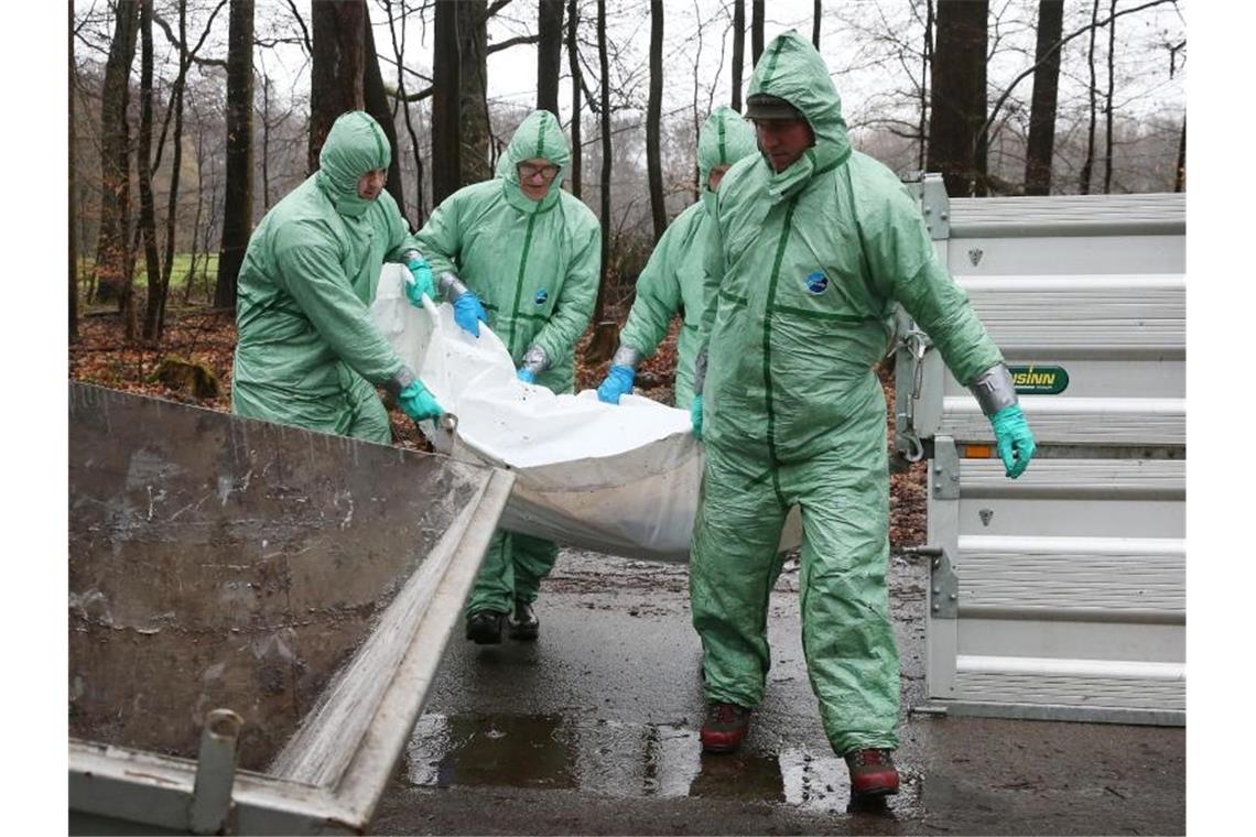 Notfallübung in Düsseldorf: Männer in Schutzanzügen tragen den Kadaver (Dummy) eines vielleicht an Schweinepest verendeten Wildschweins zu einem Container. Foto: David Young/dpa