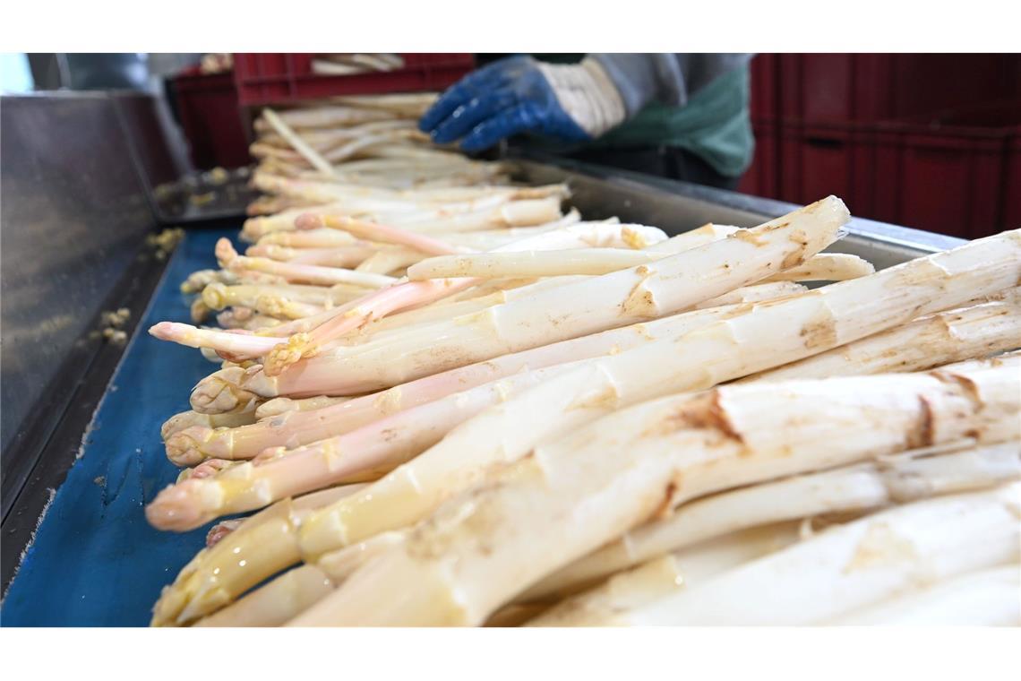 Jetzt können Verbraucher günstig Spargel kaufen Nun ist die Tiefphase der Spargelpreise 2025 erreicht - zum Ende der Saison hin werden die Preise erwartungsgemäß ansteigen. (Archivbild)
