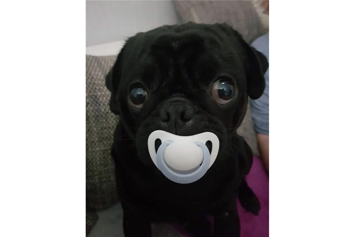 Nur ein kleines Baby ist Mops Balin Herkules. Mittlerweile ist er erwachsen, als...