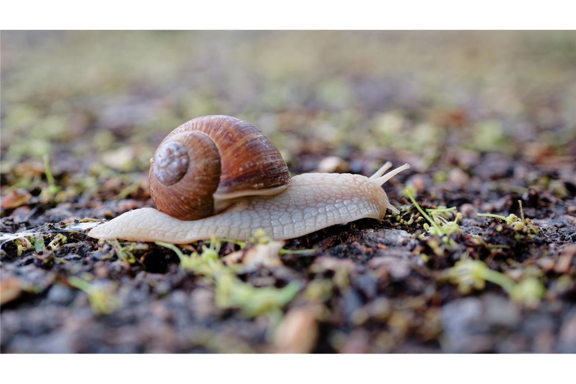 Nur nicht hetzen: Eine Schnecke kriecht über einen Feldweg im Rhein-Neckar-Kreis.