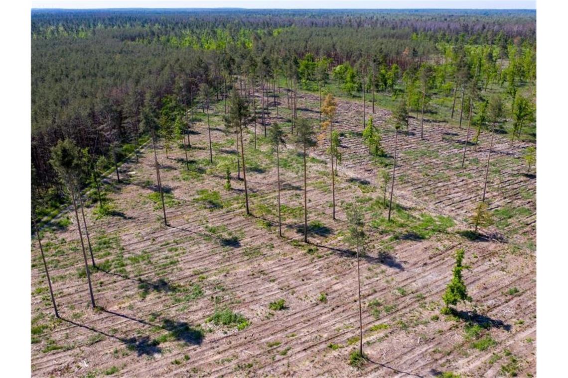 Nur noch einige Bäume stehen auf den bereits mit neuen Sämlingen wieder aufgeforsteten, geschädigten Waldgebieten in Sachsen-Anhalt. Deutschlands Wälder sind in einem so schlechten Zustand wie seit Jahrzehnten nicht (Symbolbild). Foto: Jan Woitas/dpa-Zentralbild/dpa
