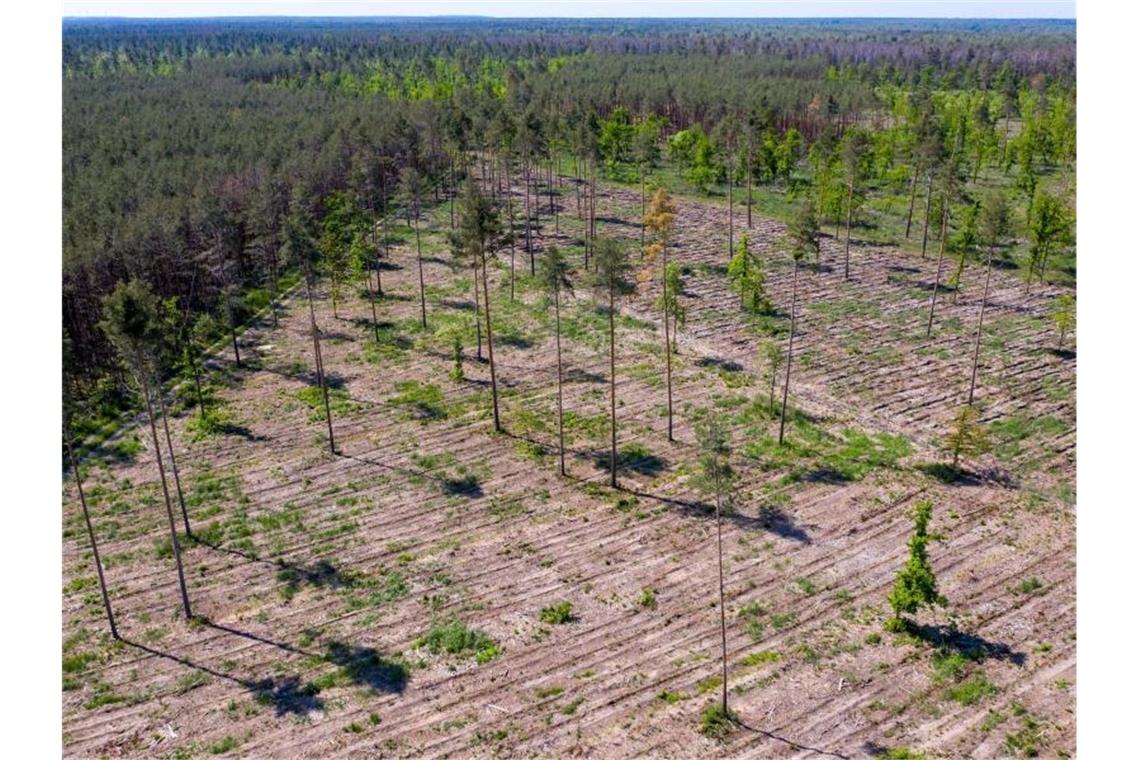 Globale Investoren fordern energischen Klimaschutz Nur noch einige Bäume stehen auf den bereits mit neuen Sämlingen wieder aufgeforsteten, geschädigten Waldgebieten in Sachsen-Anhalt. Deutschlands Wälder sind in einem so schlechten Zustand wie seit Jahrzehnten nicht (Symbolbild). Foto: Jan Woitas/dpa-Zentralbild/dpa