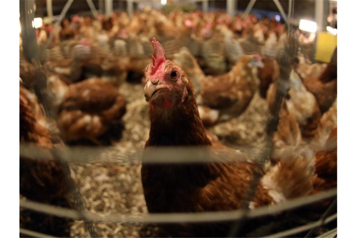 Stall-Lüftung ausgeschaltet - fast 23.000 Hühner verenden Nur wenige der insgesamt 23.000 Hühner überlebten. Foto: Symbolbild: Jan Woitas/dpa
