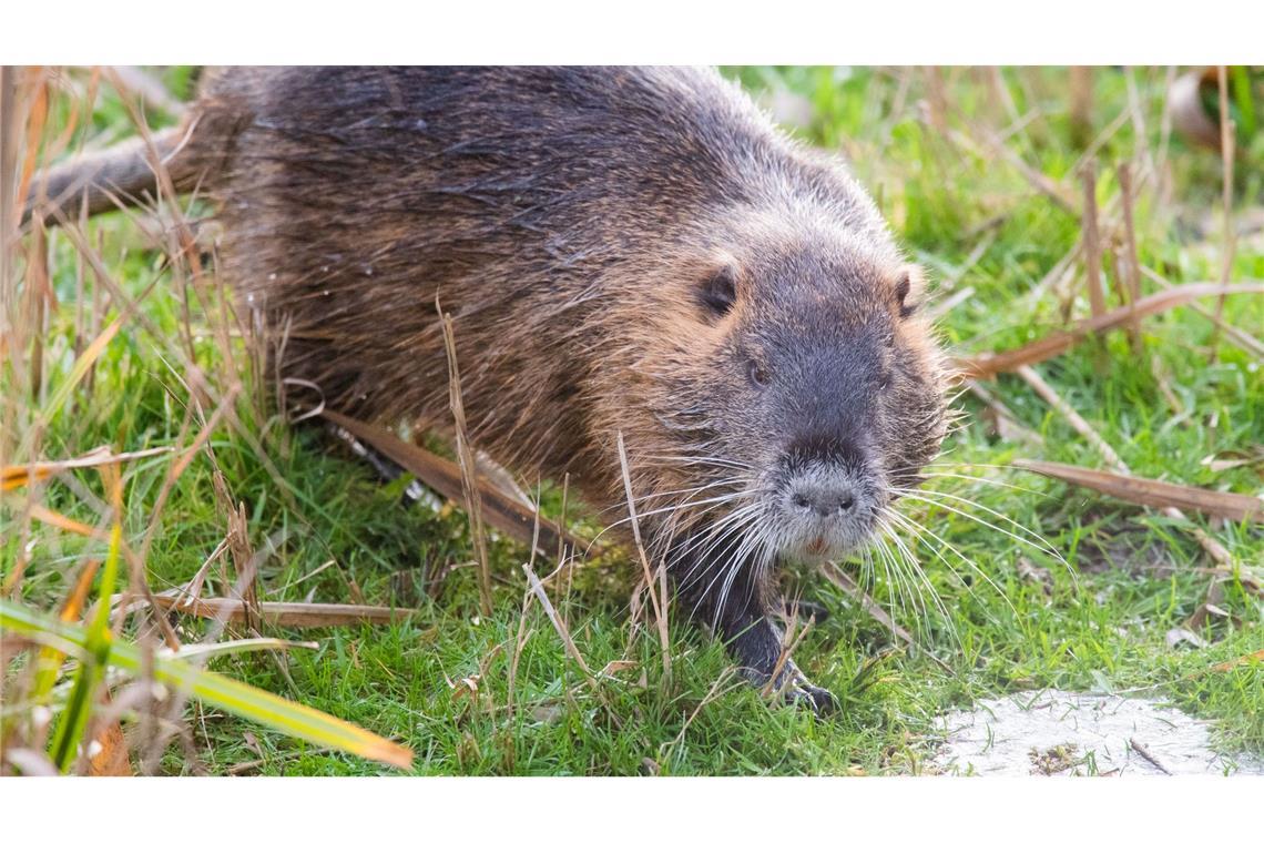 Warum mehr Nutrias eine Gefahr für den Hochwasserschutz sind Nutrias haben sich nach Angaben des Deutschen Jagdverbandes stark ausgebreitet. (Archivbild)