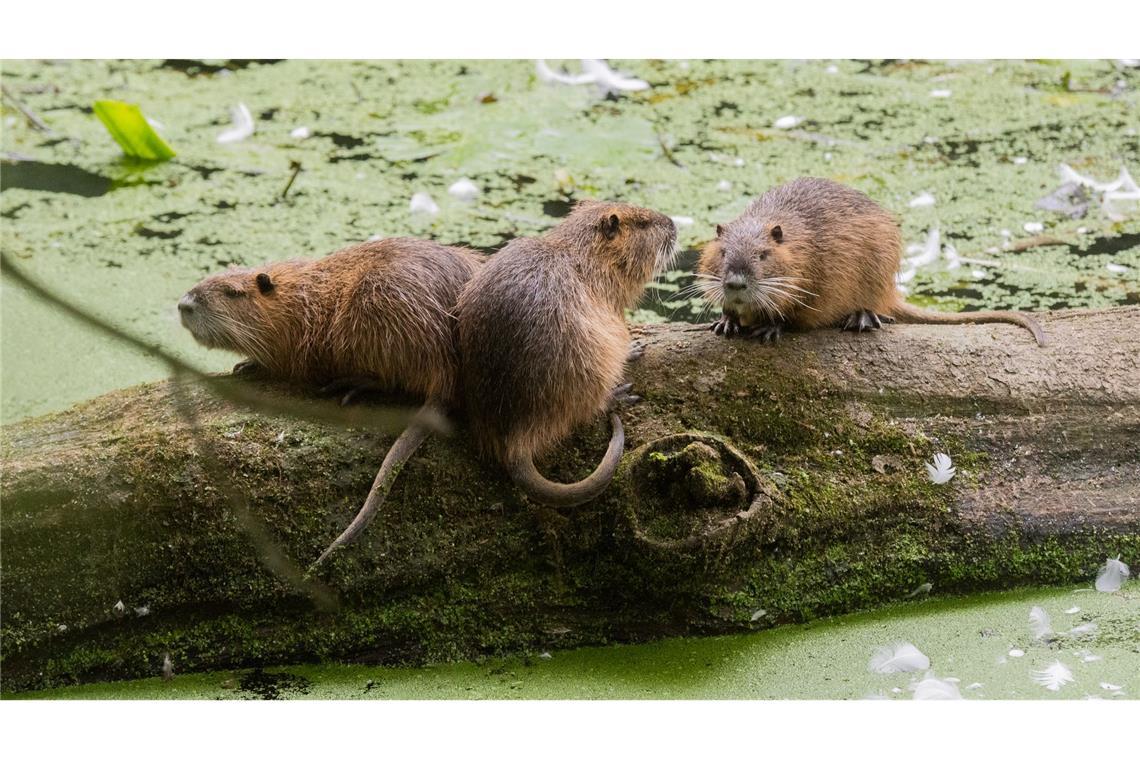 Warum mehr Nutrias eine Gefahr für den Hochwasserschutz sind Nutrias sind an ihren Schwänzen einfach von Bibern zu unterscheiden. (Archivbild)