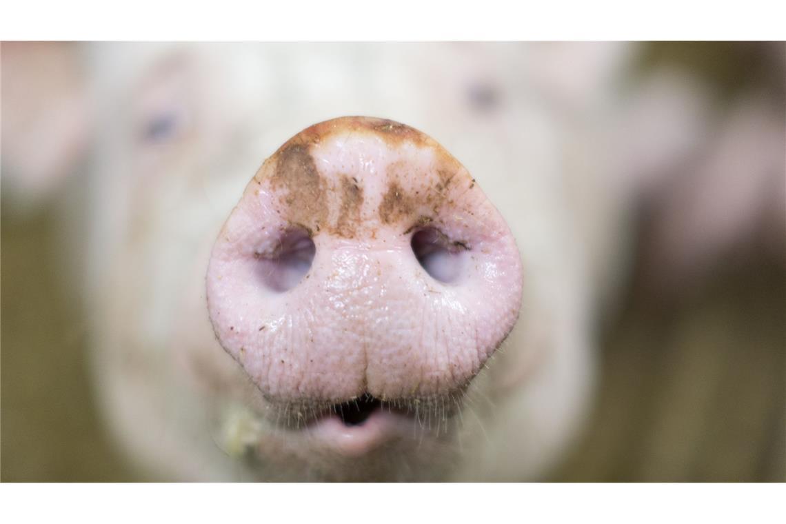 Ob alle Tiere gerettet wurden, steht noch nicht fest. (Symbolbild)