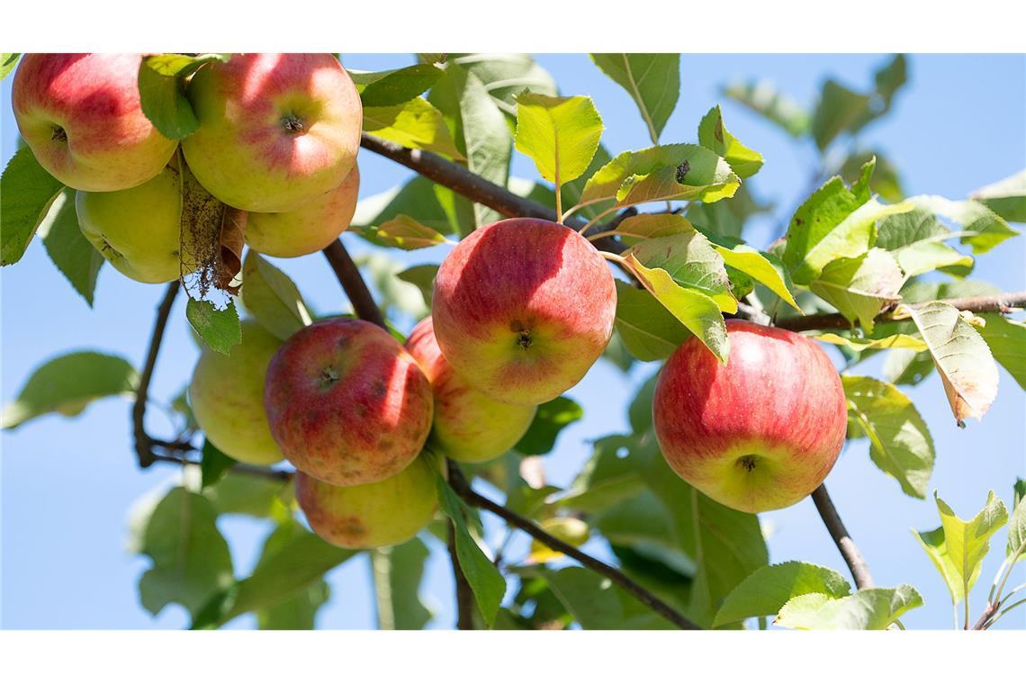 Obstbaubetriebe rechnen mit mehr als einer Million Tonnen Äpfeln (Archivbild)