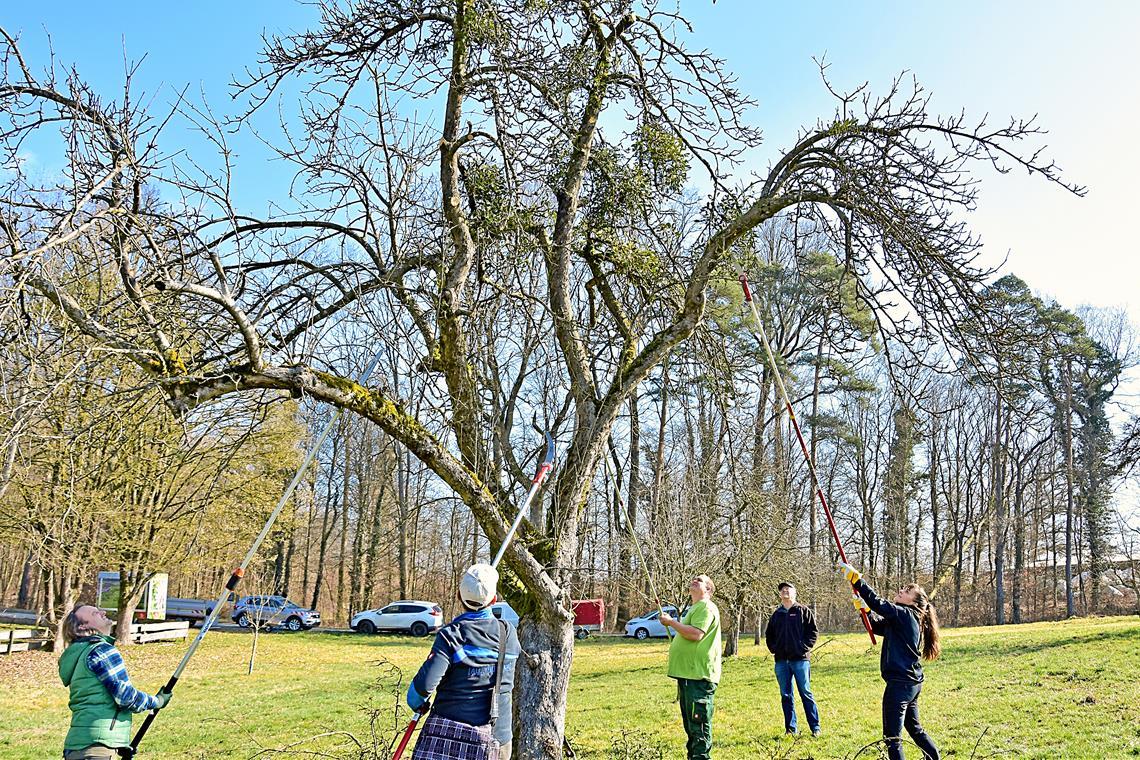 Schutz für junge Apfelbäume durch Mistelputzete in Aspach Obstbaumberater Alexander Weißbarth (grünes T-Shirt), Bürgermeisterin Welte-Hauff (rechts) und weitere Helfer rücken den Misteln zu Leibe. Fotos: Tobias Sellmaier