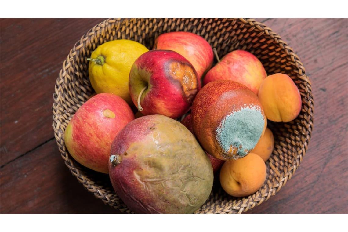 Obstkorb voller verdorbenen Obst:  Von Schimmel ausgehende Gefahr hängt zum einen von der Wirkstoffkonzentration (von Stoffwechselprodukten, Zellbestandteilen bzw. Sporen) beim Kontakt mit betroffenen Personen oder Haustieren ab. Solchen relevanten Konzentrationen werden Menschen und Tiere vor allem ausgesetzt, wenn sie schimmelbefallene Nahrung aufnehmen (Gifte), sich in befallenen Räumen aufhalten (Sporen, Gifte) oder selbst befallen sind 